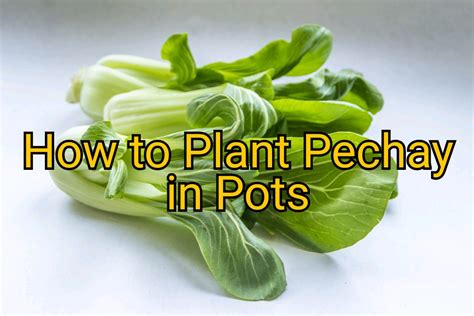 Efficient Way of Growing Pechay (Petsay) at Home .